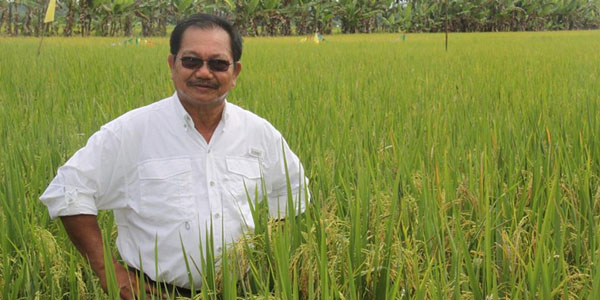 051217 pinol rice