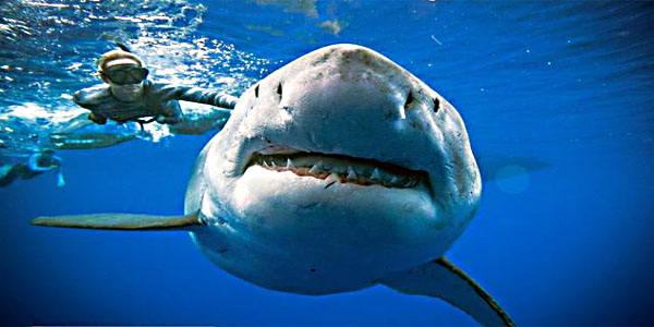 great white shark MEG