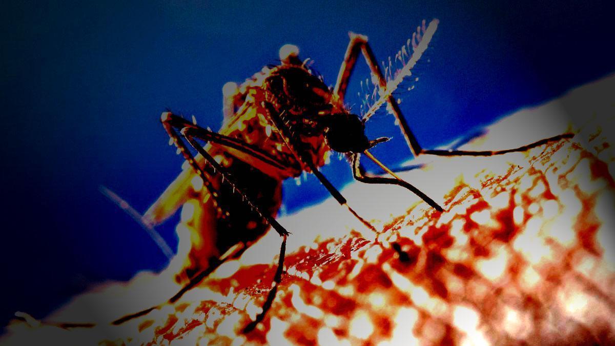 Dengue, Mosquito, Lamok