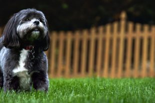 Shih Tzu Dog