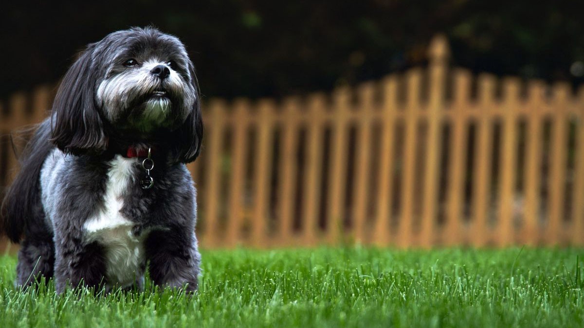 Shih Tzu Dog