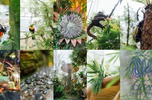 The Rainforest of SM City Santa Rosa