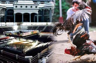 Pistahan sa Mega 5-Cock Derby