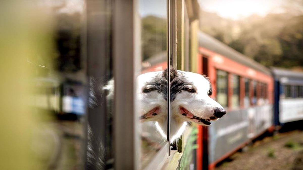 Dog Train