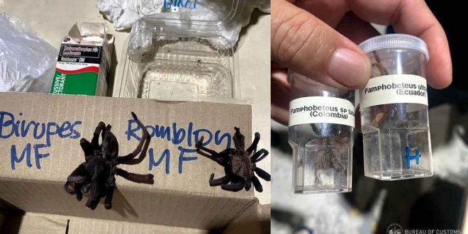 Customs BOC NAIA Tarantula