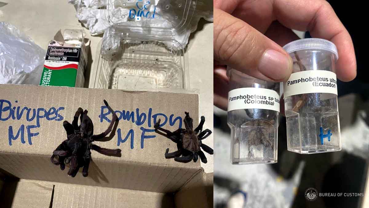 Customs BOC NAIA Tarantula