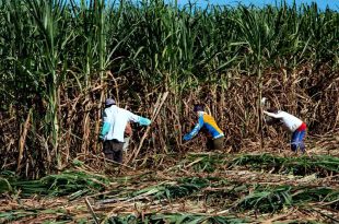 sugar plantation tubo