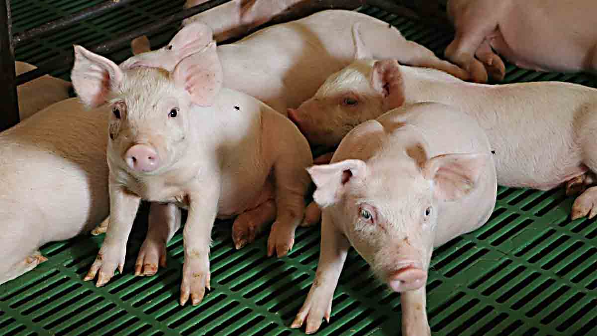 Pig baboy