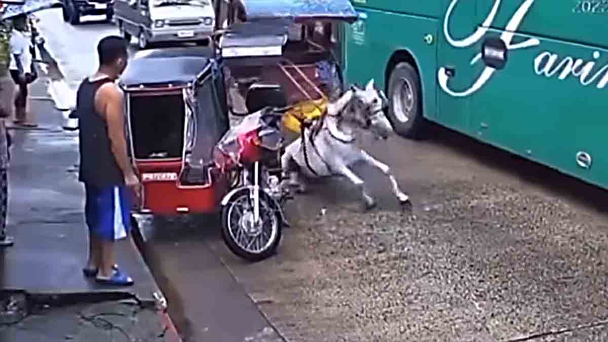 Kalesa nabangga ng bus sa Ilocos Norte KABAYO NATUMBA SUGATAN