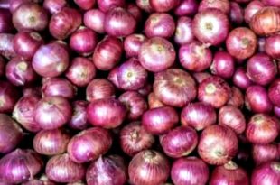 Sibuyas Onions