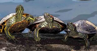 Turtles Pagong