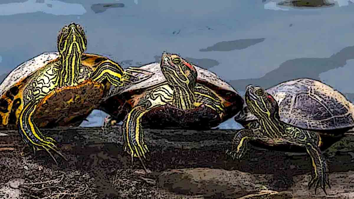 Turtles Pagong