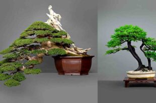 Bonsai exhibit SM Mall of Asia MOA