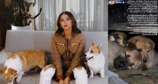 Nadine Lustre Dog Puppies