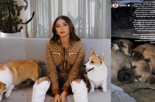 Nadine Lustre Dog Puppies