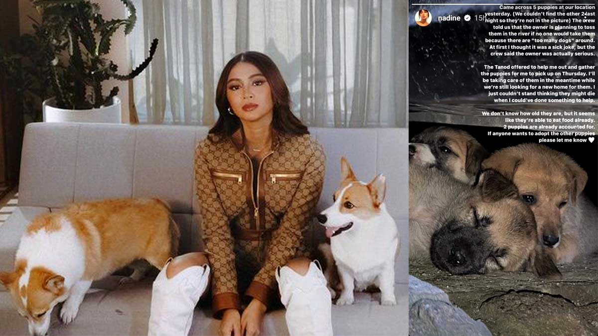 Nadine Lustre Dog Puppies