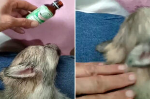 Krystall herbal oil Fur-baby Dog