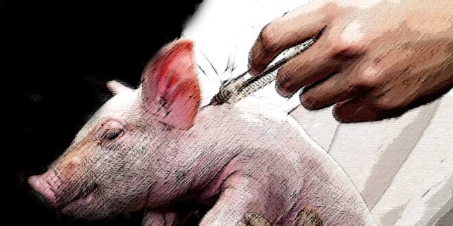 Pig Vaccine