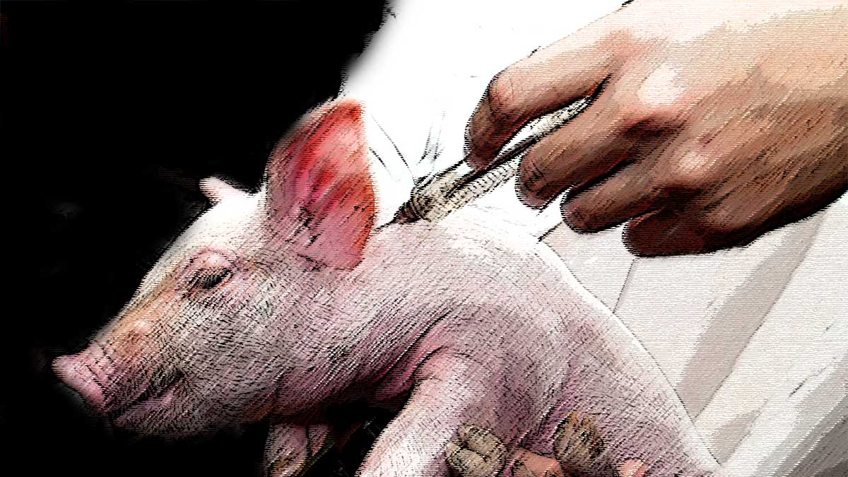 Pig Vaccine