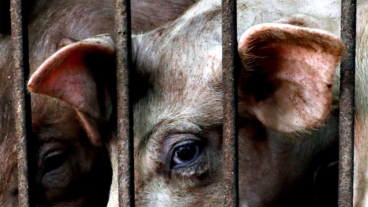 Pig Baboy African Swine Flu ASF