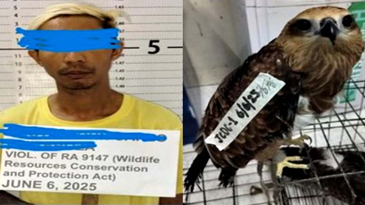 Pintor nasakote sa pagbebenta ng endangered bird species