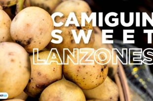 DOST Camiguin Lanzones on the path to GI protection