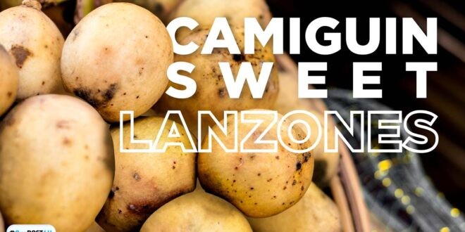 DOST Camiguin Lanzones on the path to GI protection