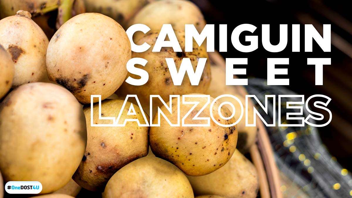DOST Camiguin Lanzones on the path to GI protection