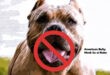 American Bully Dog Kobe