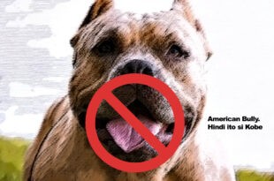 American Bully Dog Kobe