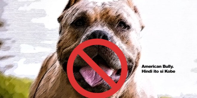 American Bully Dog Kobe