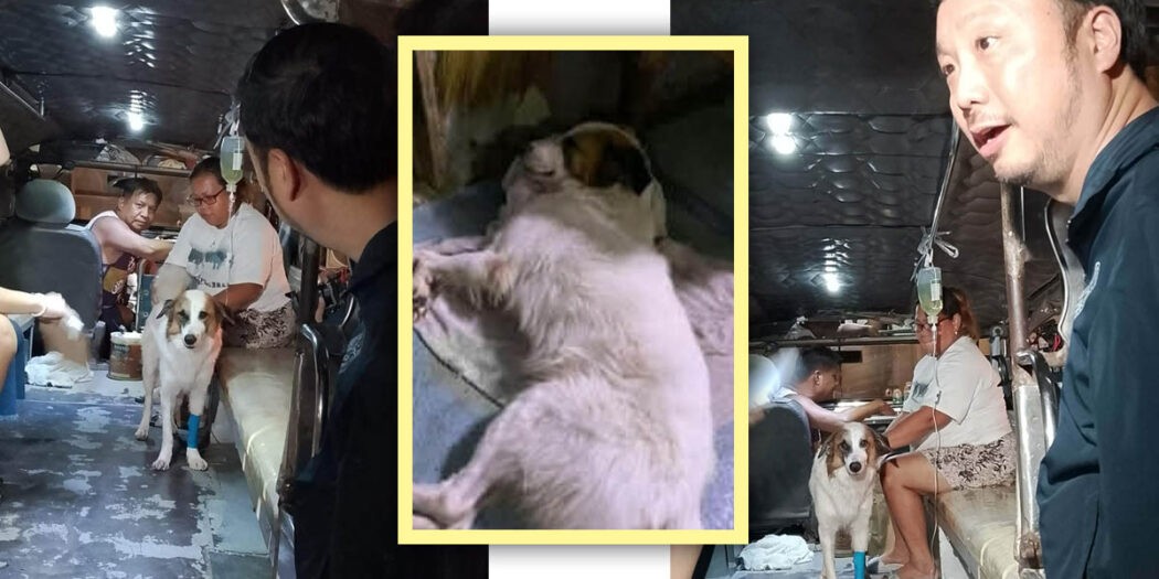 Aspin Kobe Putol Dila