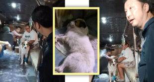 Naputol na dila ng aso resolbado na <br> ‘Dog eat dog’ literal na naganap sa kaso ng Aspin na si Kobe