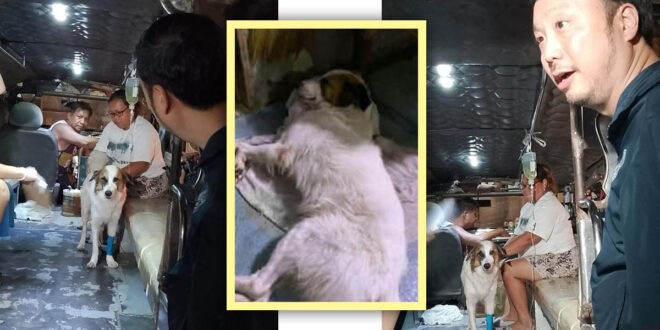 Aspin Kobe Putol Dila