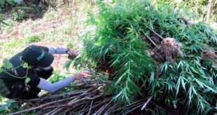 P3.9-M marijuana binunot sa Benguet