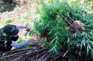P3.9-M marijuana binunot sa Benguet