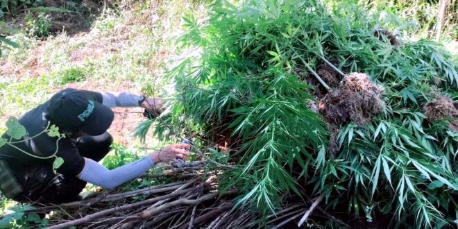 P3.9-M marijuana binunot sa Benguet