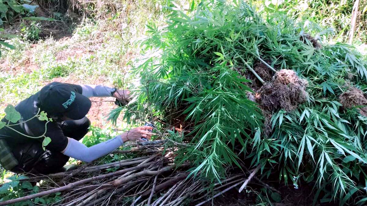 P3.9-M marijuana binunot sa Benguet