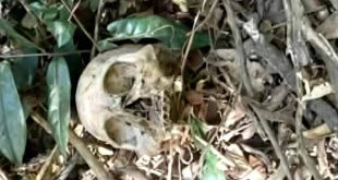 Kalansay ng tao natagpuan sa kabundukan ng Palayan City