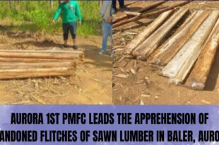 Baler Aurora illegal logging