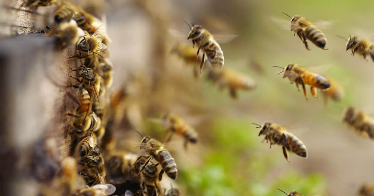 Bee Attack Bubuyog