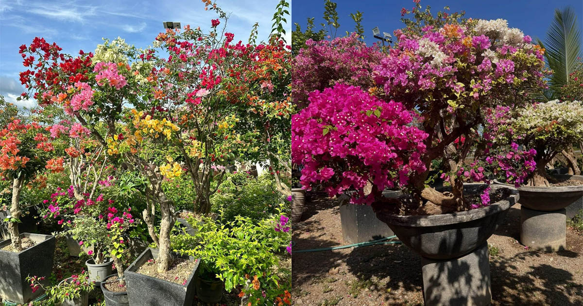 Bougainvillea