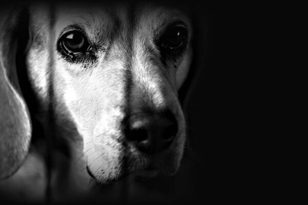 Dog Animal Cruelty