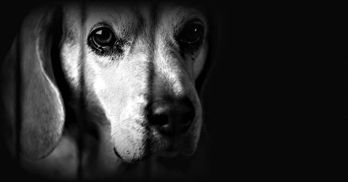 Dog Animal Cruelty
